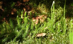 Lycopodium lagopus