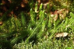 Lycopodium lagopus