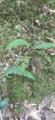 Polystichum setiferum