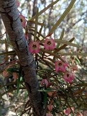 Lasiopetalum rufum