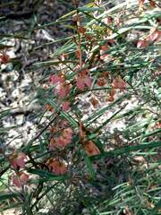 Lasiopetalum rufum