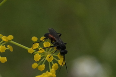 Arachnospila