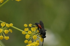 Arachnospila