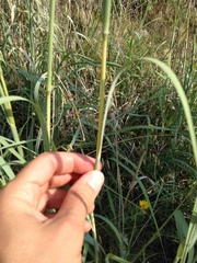 Andropogon hallii