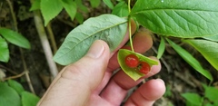 Lonicera dioica
