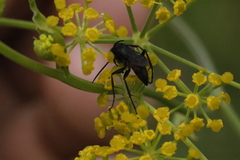 Arachnospila