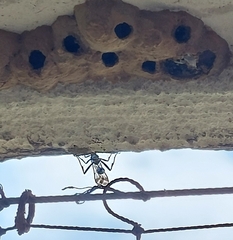 Chalybion bengalense