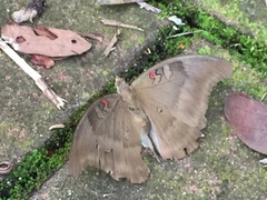 Dophla evelina compta
