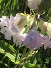 Saponaria officinalis