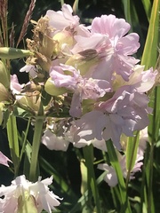 Saponaria officinalis