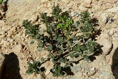 Clinopodium nanum