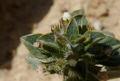 Clinopodium nanum