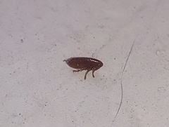 Ctenocephalides canis