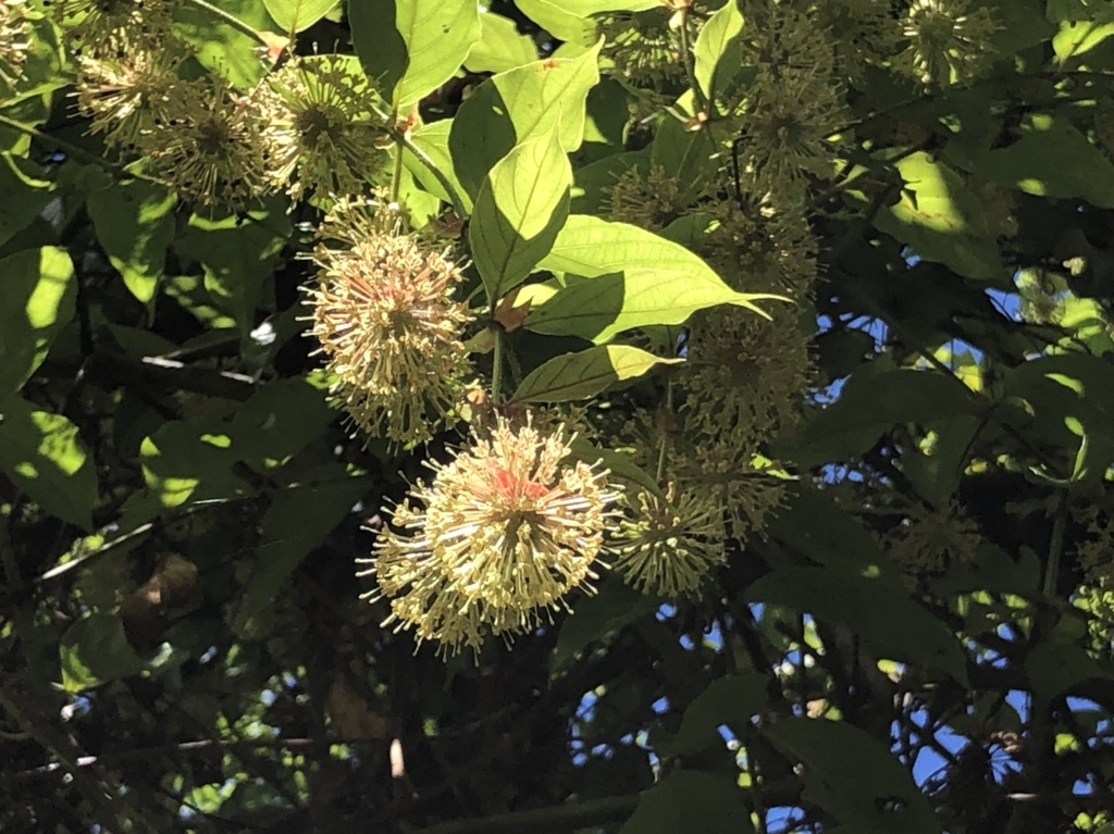 Uncaria lanosa (Uncaria lanosa)
