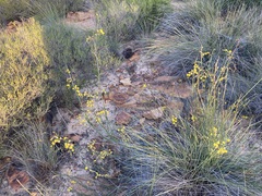 Acacia restiacea