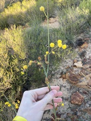 Acacia restiacea