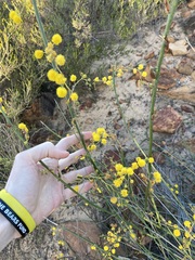 Acacia restiacea