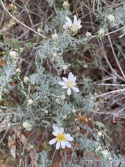 Olearia pimeleoides
