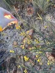 Acacia restiacea