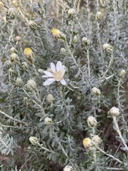 Olearia pimeleoides