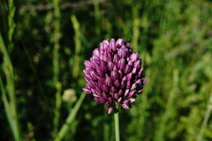 Allium rotundum jajlae