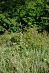 Bromus cappadocicus