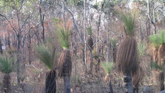 Xanthorrhoea johnsonii