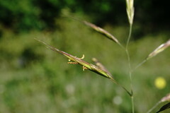Bromus cappadocicus