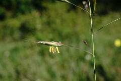 Bromus cappadocicus