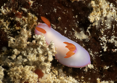 Hypselodoris brycei