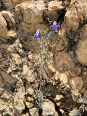 Campanula pallida