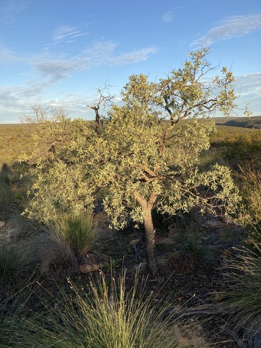 Image of Santalum spicatum by (c) Thomas Mesaglio, some rights reserved (CC BY)