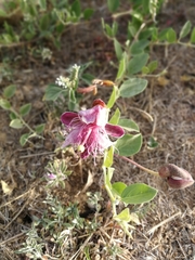 Capparis sicula