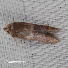 Blastobasis divulgata