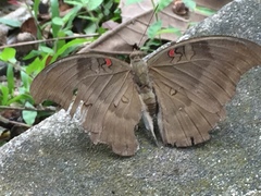 Dophla evelina compta