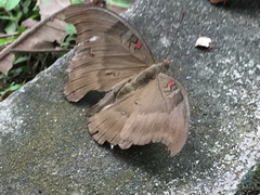 Dophla evelina compta