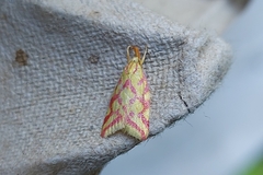 Hypercallia citrinalis