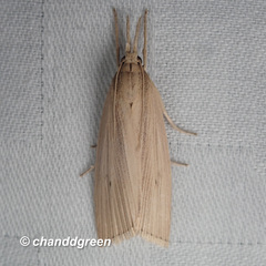 Chilo sacchariphagus