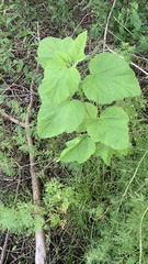 Malva thuringiaca