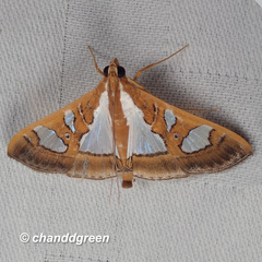 Glyphodes bivitralis