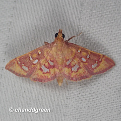 Ischnurges gratiosalis