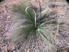 Xanthorrhoea acaulis