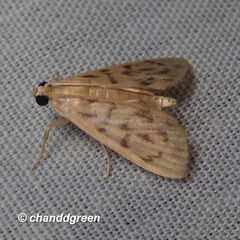 Tabidia obvia