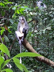 Presbytis thomasi