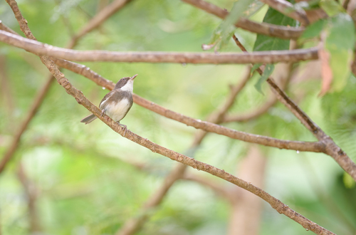 Dohrn's Warbler (Sylvia dohrni), photo 6