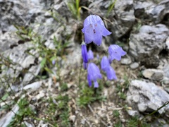 Campanula cochleariifolia
