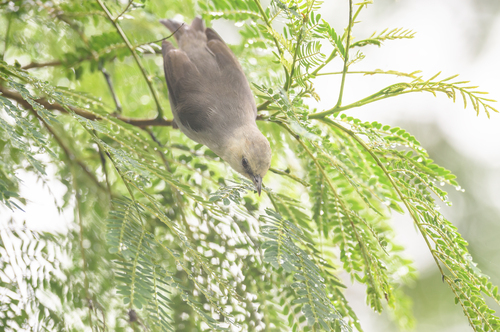Principe Speirops (Zosterops leucophaeus), photo 5