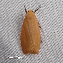 Paralithosia shaowuica