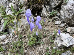 Campanula cochleariifolia