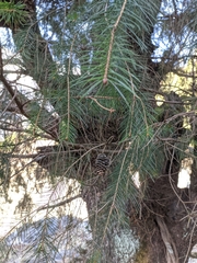 Picea smithiana